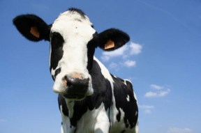 cow