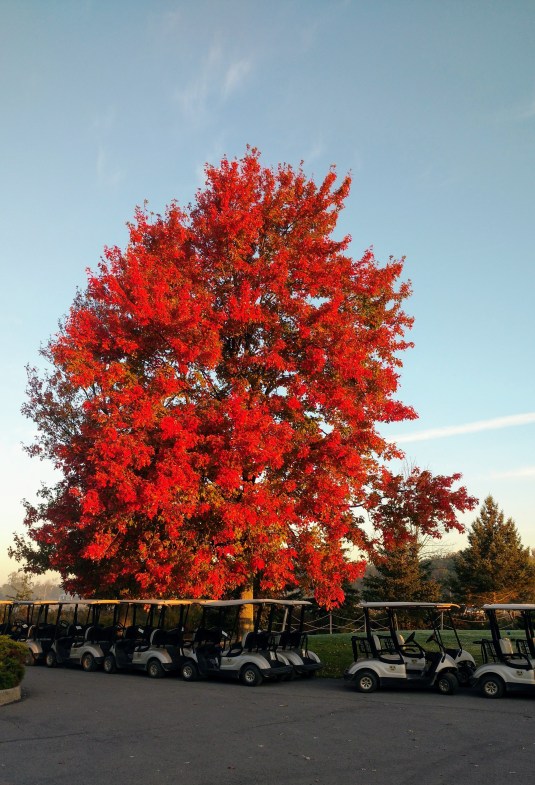 IMG_20191019_075616946 (1)