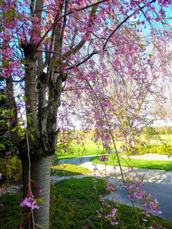 IMG_20200517_090012736-EFFECTS